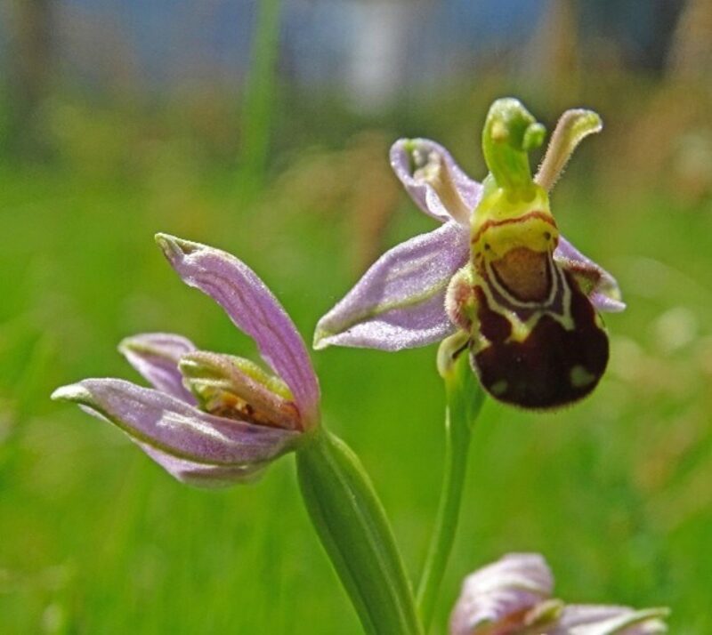 Bijenorchis