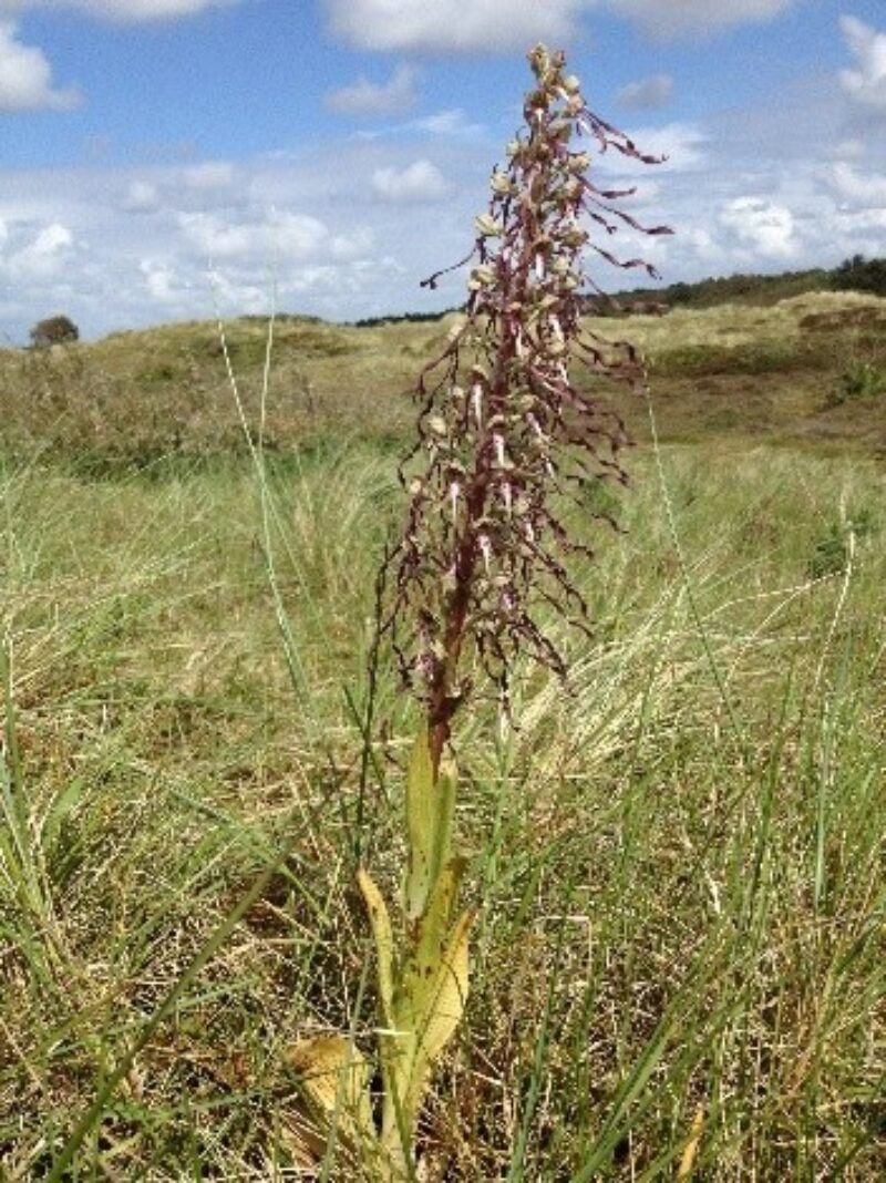 Bokkenorchis