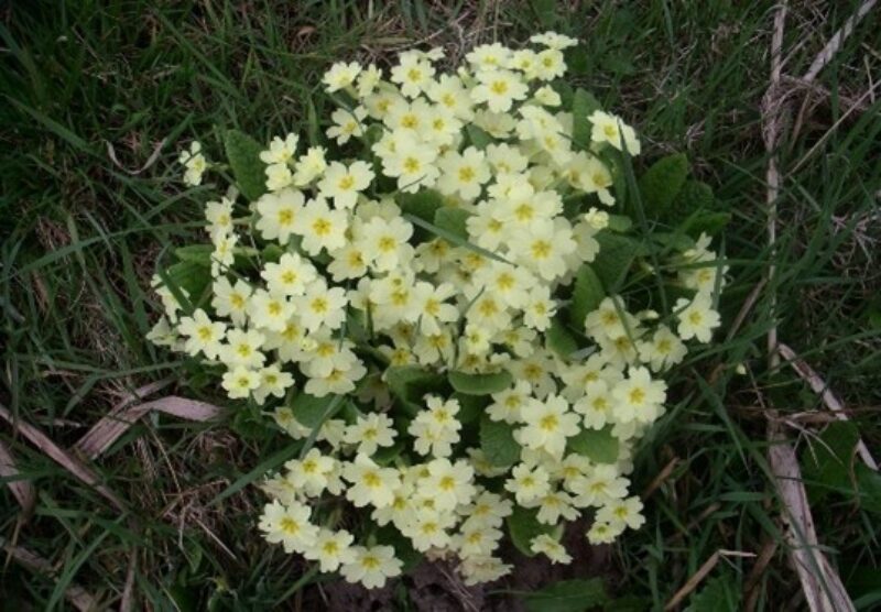 Sleutelbloem