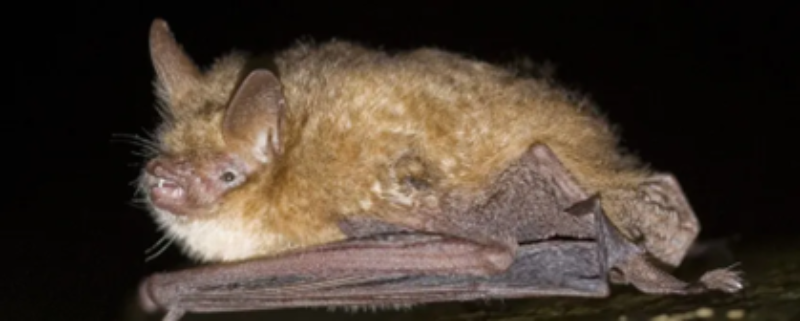 Vleermuis